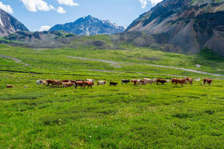 Group of cows in the distance on a green pasture against the background of mountains.の写真素材