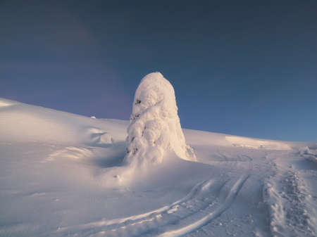 Winter dramatic minimalistic landscape at sunset. A snowdrift, trees covered with snow, a snow-covered road down a hill with a fancy spruce in the snow. Harsh Arctic nature.の写真素材