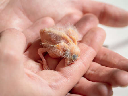 selective focus. Close-up of newly hatched canary chick on a human palm will be warmed by love and the warmth of the sun. Spring replenishment in the family. Breeding of songbirds at home.の写真素材