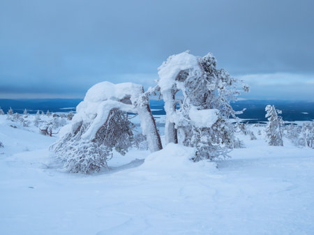 Fancy winter trees covered with snow on the Arctic slope. cold winter.
