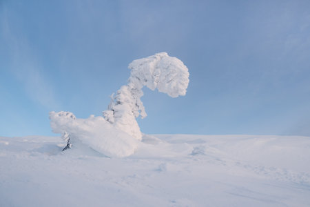 Winter snow-covered minimalistic landscape. Minimalistic landscape with a lonely wrapped in snow tree in a winter field. Christmas holidays and winter holidays background.の写真素材