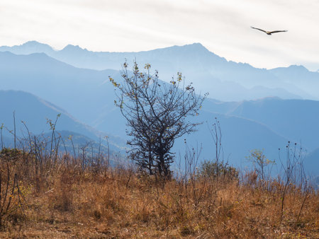 soft focus. Scenic sunny mountain landscape with light fog in valley among mountains silhouettes under evening sky. Vivid sunset or sunrise scenery with big bush in mountain valley in soft color.の写真素材