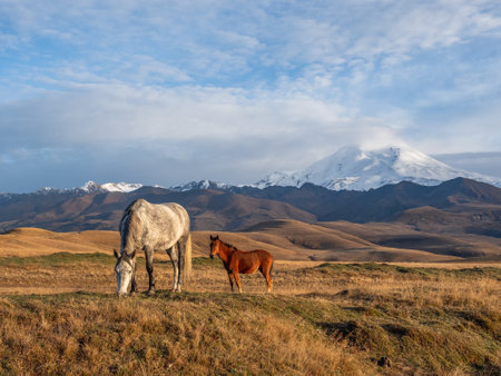 White and brown horses on the background of a mountain peak. Beautiful horses in an autumn meadow poses against the background of a white snow-covered mountain.の写真素材
