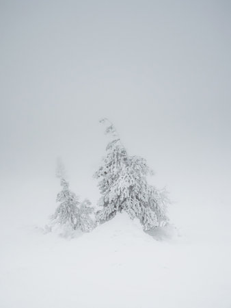 soft focus. white haze. Vertical minimalistic background with a snow-covered lonely tree on a mountain slope. Magical bizarre silhouette of tree are plastered with snow. Arctic harsh nature.の写真素材