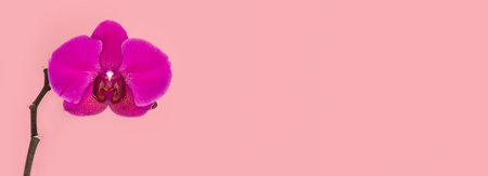 Wide panoramic view of Phalaenopsis Stellenbosch purple flower on a pink background. copyspace. Tropical flower, branch of orchid close up. purple orchid background. Holiday, Women's Day, Flower cardの写真素材