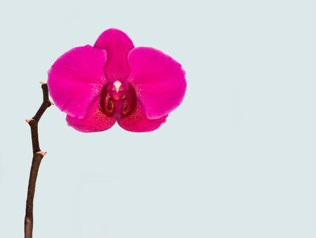 Phalaenopsis Stellenbosch single purple flower on a gray background. copyspace. Tropical flower, branch of orchid close up. purple orchid background. Holiday, Women's Day, Flower card, beauty.の写真素材