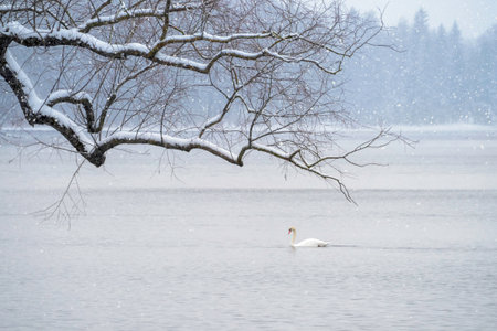 White swan swims on the lake in winter in a snowfall. Concept of the International Day of Birds. copyspace.の写真素材