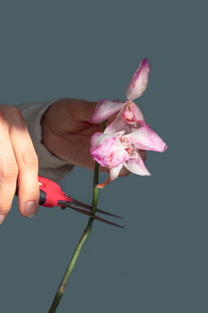 Pruning damaged orchid flowers with scissors. Home gardening, orchid breeding. Dry deep purple flower. Insects, pests of indoor plants, death of orchids, close up, vertical view.の写真素材