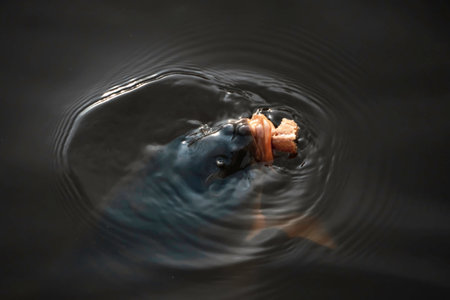 A large fish from the depths of the bowels of the water emerges for prey on the surface of dark waters. Portrait of a giant carp with a piece of bread.の写真素材