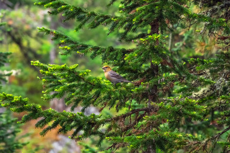 Small Pine grosbeak - Pinicola enucleator female sitting on a spruce in fall. Siberia. Western Saiyan.の写真素材
