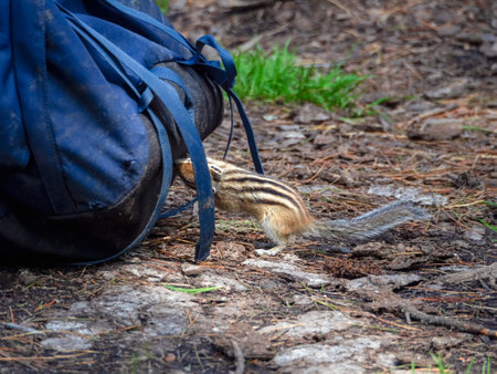 An impudent and curious chipmunk is gnawing on a tourist backpack in the forest at a tourist campsite.の写真素材