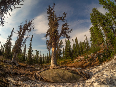 An old gnarled mountain coniferous tree was shot with a wide-angle lens. Taiga, a mystical forest at sunset. The tree's powerful roots encircled a granite boulder.の写真素材