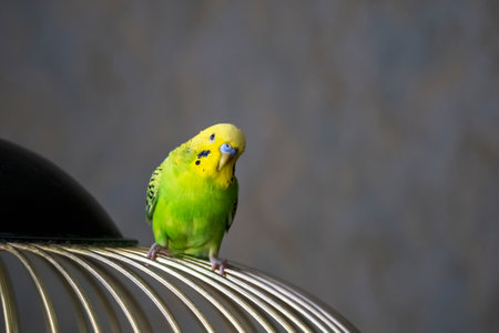 selective focus. Portrait of a bright green young budgie sitting on the bars of a cage on a dark background. Breeding songbirds at home.の写真素材