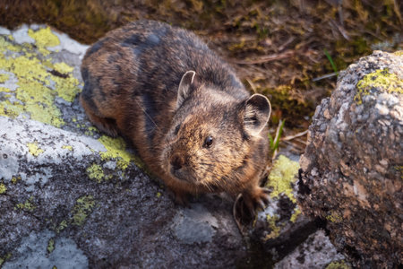 selective focus. Portrait of funny Pika Ochotona collaris sits on rocky in Altai mountain. Cute small mammal on bokeh background. Small pika rodent bask on rock.の写真素材