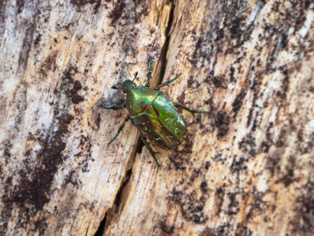 Golden Bronze beetle on the bark of a tree, close-up. macro. Golden bronze, Bronze beetle close-up on a light wooden background.の写真素材
