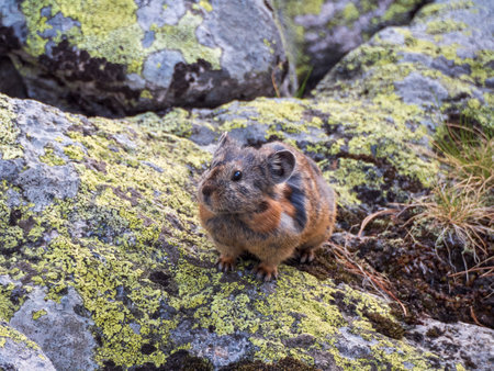 Portrait of funny Pika Ochotona collaris sits on rocky in Altai mountain. Cute small mammal on bokeh background. Small pika rodent bask on rock.の写真素材