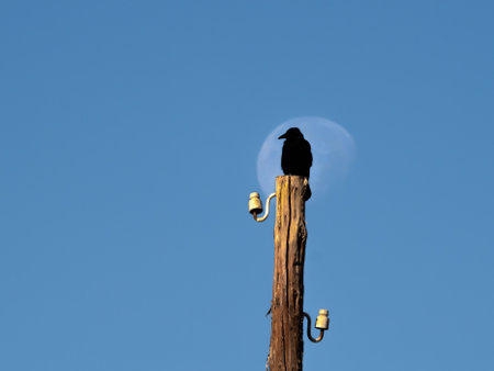 Black raven sits on a telegraph pole against the background of the moon. Raven and half moon.の写真素材