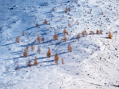 Sunny snowy slope with rare golden larches, a long focus, the beginning of winter. Natural snowy mountain minimalistic landscape.の写真素材