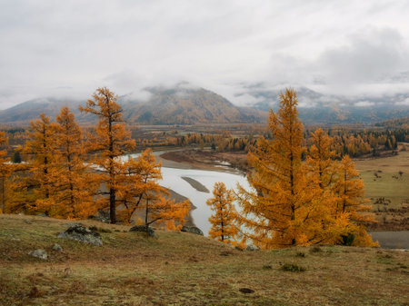 Wonderful misty alpine landscape with mountain Argut river in valley with forest in autumn colors on background of mountains silhouettes under low cloud sky. Beautiful mountain valley in autumn.の写真素材