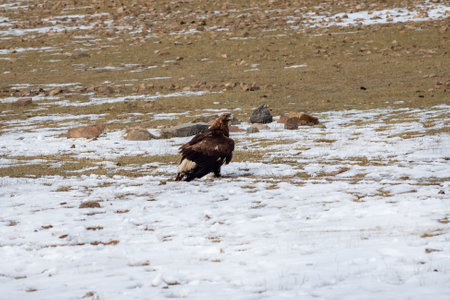 Hunting golden eagle (Aquila chrysaetos) in the snow. Copy space.
