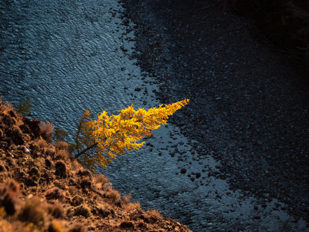 Solitary yellow autumn larch hung over the cliff above the dark blue river. Stunning minimalistic natural background. Autumn tree on a dark background. Beautiful northern nature. Autumn season.の写真素材