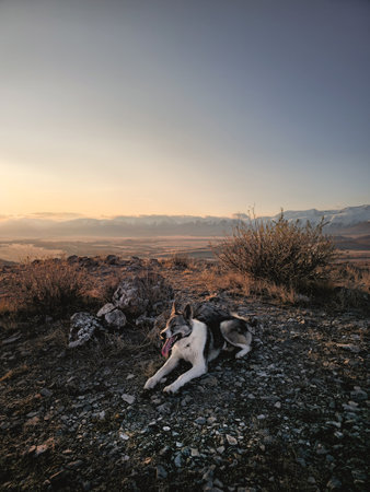 Dog at sunset, vertical view from the top of the mountain. Resting shepherd dog in Altai mountain. Traveling with a dog. Hiking with dog. Healthy lifestyle.の写真素材
