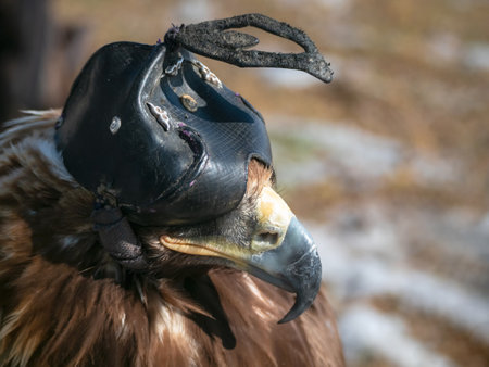 Selective focus. Portrait of an old hunting golden eagle in a leather hat. Hunting with eagle. Portrait of a bird with a head covering. Copy space.の写真素材