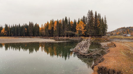 Mountain alpine autumn river with reflection forest in the bank. First snow is falling. In the foreground, stumps hang over the calm water surface. Picturesque traveling, nature beauty concept scene.の写真素材