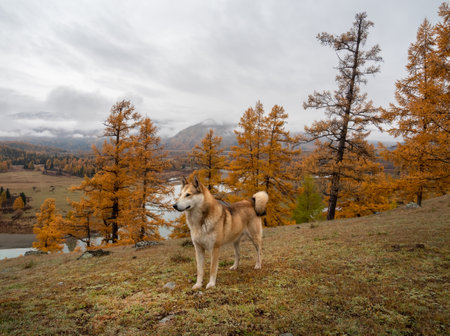 Red dog in the autumn forest on top of a mountain. Resting shepherd in the Altai mountains. Traveling with a dog. Hiking with a dog. Healthy lifestyle.の写真素材
