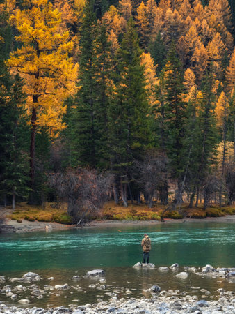 Fisherman catches grayling in a mountain river. Altai fisherman catches grayling in the fast waters of turquoise Argut river surrounded by forest rocks of volcanic originの写真素材