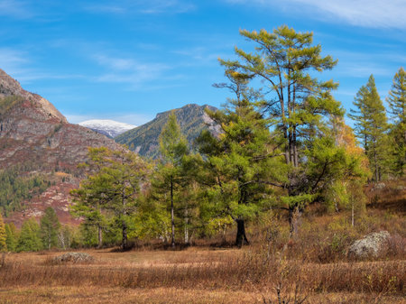 Beautiful sunny day is in mountain landscape. Autumn Russia tourism concept and mountain forest nature scenery. Natural scenery of autumn mountain forest. Siberia.の写真素材