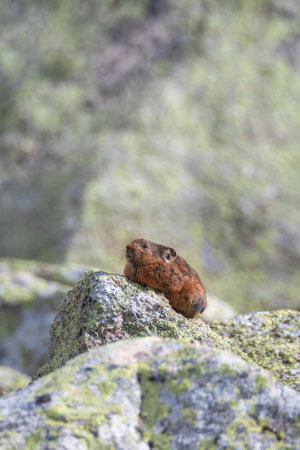 Vertical portrait of funny Pika Ochotona collaris sits on rocky in Altai mountain. Cute small mammal on bokeh background. Small pika rodent bask on rock.の写真素材