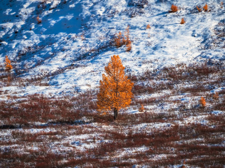 Sunny snowy slope with golden larches, a long focus, the beginning of winter. Natural snowy mountain minimalist landscape.の写真素材