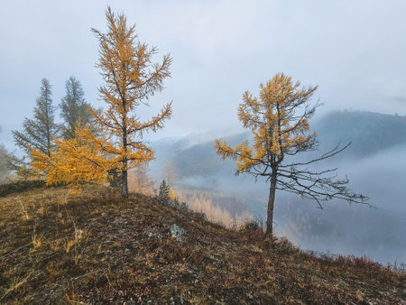 Mountain landscape in misty early morning in autumn. Fantastic view of the tops of mountain ridge above the clouds. Yellow larches above the cliff of the turquoise river.の写真素材