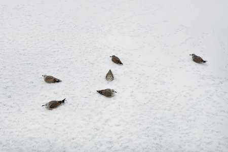 Gray seagulls resting in the snow. Birds in the winter. Young Seagulls in the snow. Top view. Concept of the International Day of Birds.の写真素材