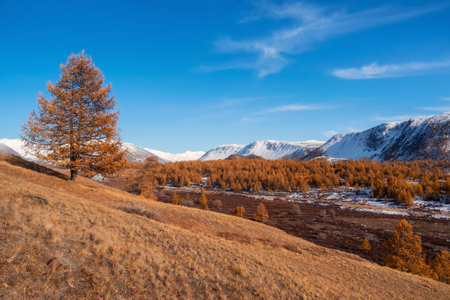 Autumn golden tree on the background of snow-white mountains. Impressive autumn landscape. Vivid autumn colors, dry riverbed in the mountains. Sunlight and shadows in good weather.の写真素材