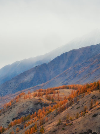 Autumn forest on the slopes of the mountains. Misty autumn scenery with forest hills in sunlight. Picturesque autumn mountains. Low clouds fill the picturesque mountain valley. Postcard autumn vertical view.の写真素材