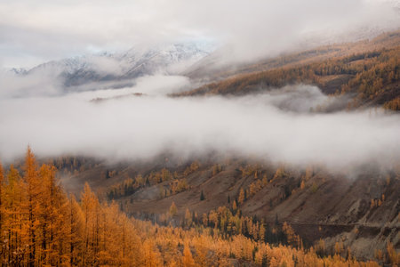 Amazing narrow white misty cloud over an autumn mountain valley. Layers of fog.の写真素材