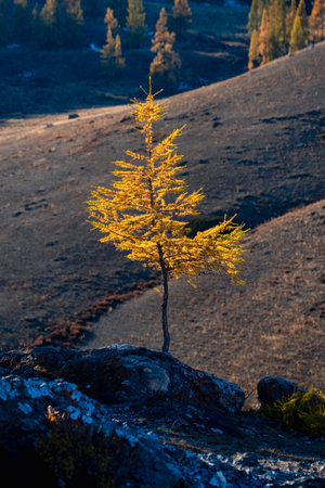 Golden autumn. Picturesque sunset light illuminates grove of larch tree on rocky slope. Moment of heyday of fall season in the mountains Altai region. Perfect image for wall, screen. Scenic artwork.の写真素材