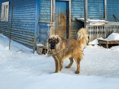 Countryside house view with dog, standing near in winter. Big dog in village conditions. Portrait of a Caucasian Shepherd dog with a white frozen mustache on a frosty winter day.の写真素材