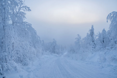 Soft focus. Morning foggy frosty forest road. Snowmobile trail through the winter morning forest through snow-covered fir trees on the slope.の写真素材