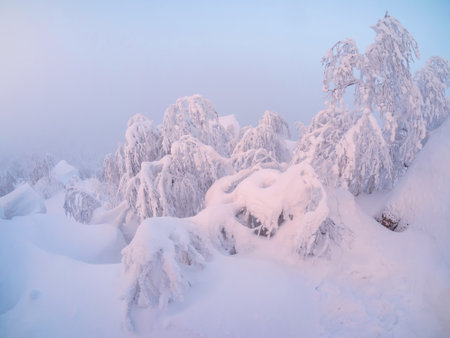 Soft focus. Frosty dawn, the trees are illuminated with a pink gentle light. Beautiful snowy and rocky mountain landscape with pink frozen fog. Ethereal winter minimalistic landscape in the morning.の写真素材