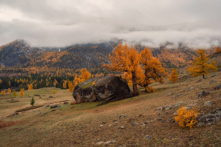 Amazing autumn. Dark landscape in highland valley under cloudy sky in autumn time. Beautiful foggy autumn mountain landscape with big granite stone among on red larches and mountains.の写真素材