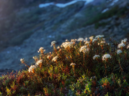 Selective focus. The marsh rose blooms in the rays of the setting sun. Bagulnik marsh close-up. Floral natural background.の写真素材