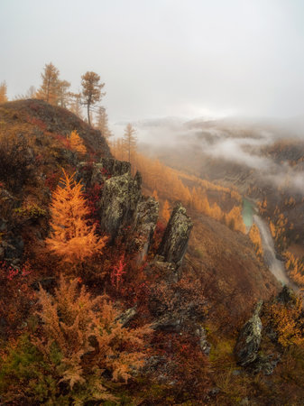 Diagonal stony steep slope and forest in dense fog. Stone hillside with larches trees in the morning in thick low clouds. Mountainside with firs and autumn flora in mist. Fading autumn colors.の写真素材