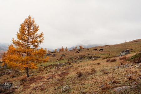 Horses and cows on grassy autumn hill slope under cloudy gray sky. Beautiful mountain landscape in rainy weather. Dramatic alpine view. Perfect autumn image for wall, screen, artwork.の写真素材