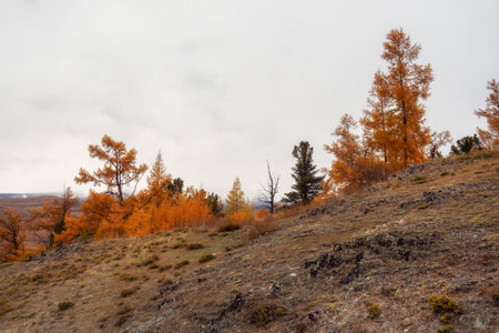 Autumn coniferous trees along dry grass slope in alpine valley in rainy weather. Dramatic view to...