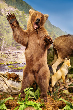 Gorno-Altaysk, Russia - October, 07, 2023: National Museum named after AV Anokhin. Aggressive grizzly bear on its hind legs, a stuffed bear. Vertical view.のeditorial素材