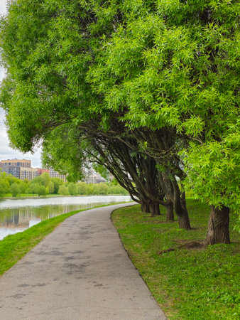 Beautiful summer nature. Scenic landscape. Large willow trees above the picturesque lake near the path. Spring avenue of green willows by the pond. Vertical view.の写真素材