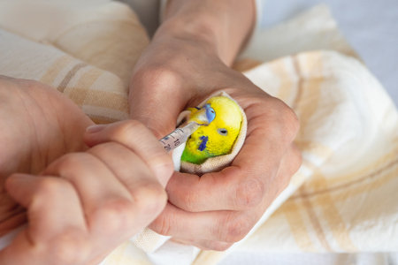 Veterinarian treats parrot bird and gives him medicine through a syringe. Parrot treatment close up.の写真素材